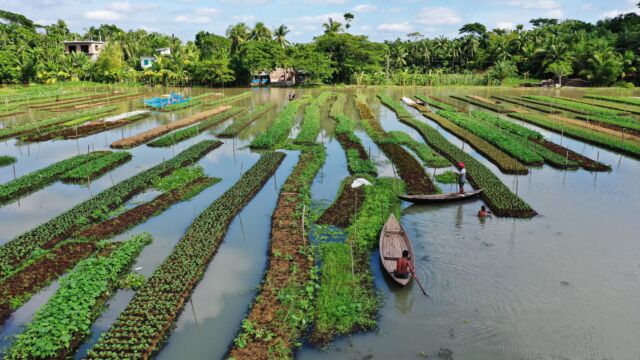 Pirojpur,,bangladesh, ,october,25,,2022:,bangladeshi,farmers,are,cultivating