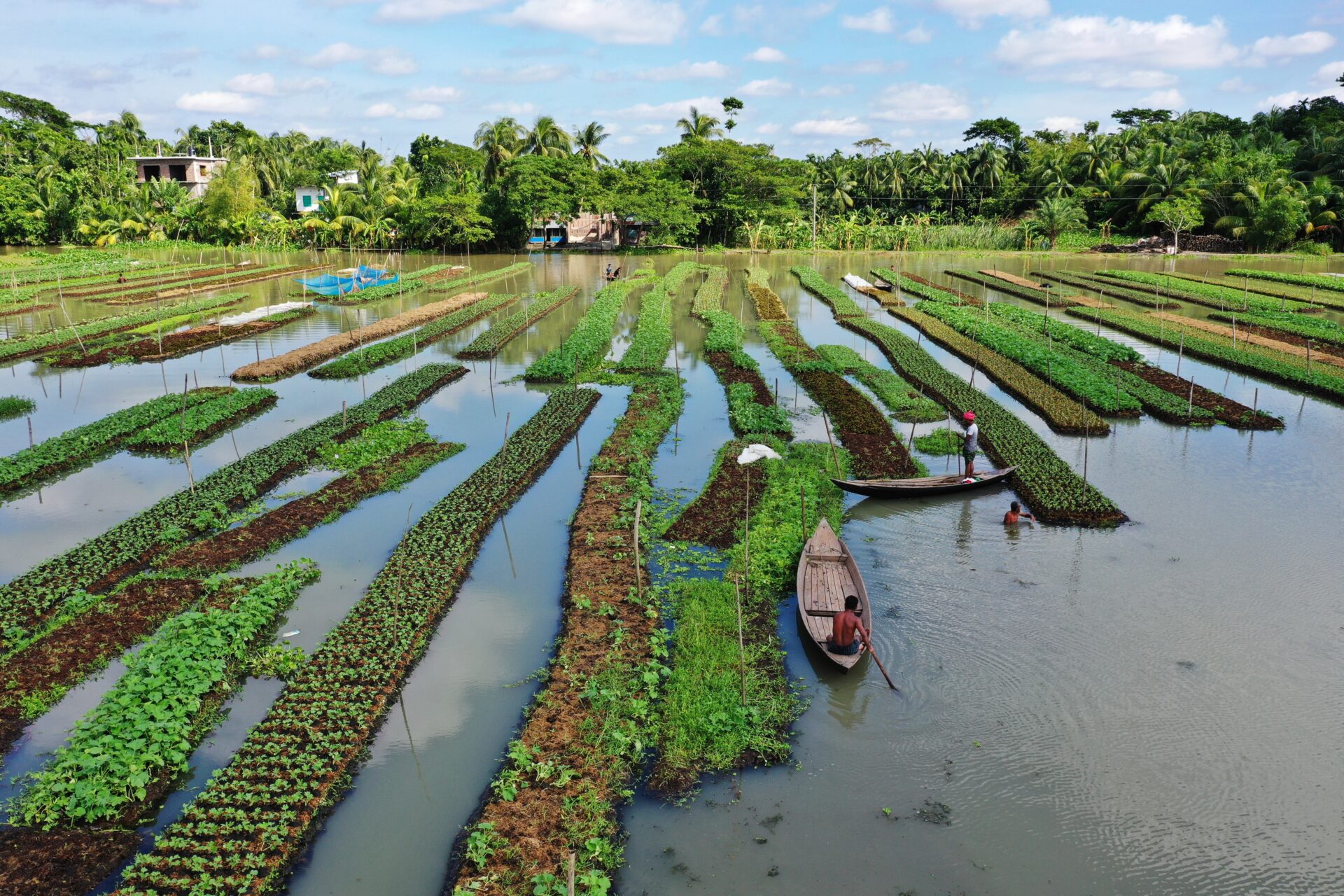 Pirojpur,,bangladesh, ,october,25,,2022:,bangladeshi,farmers,are,cultivating