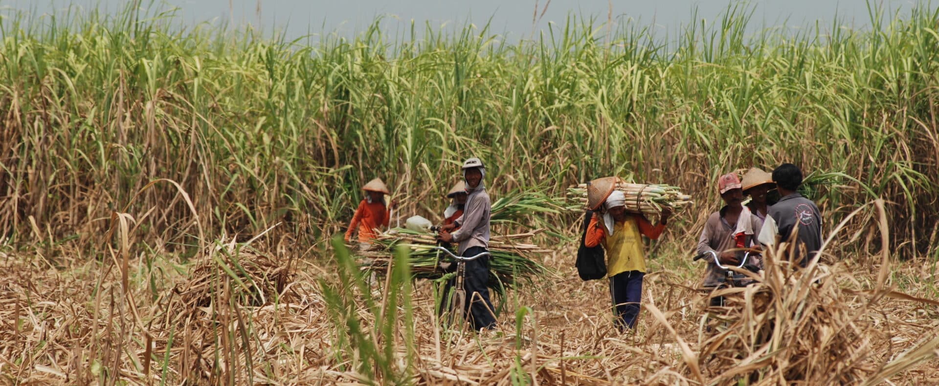 December,,2009.,workers,harvesting,and,transporting,sugarcane,in,field,,central